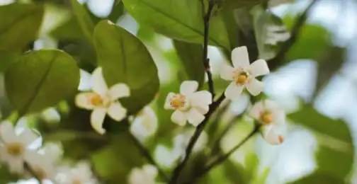 Is Bitter Orange Flower Extract Safe for Topical Application?